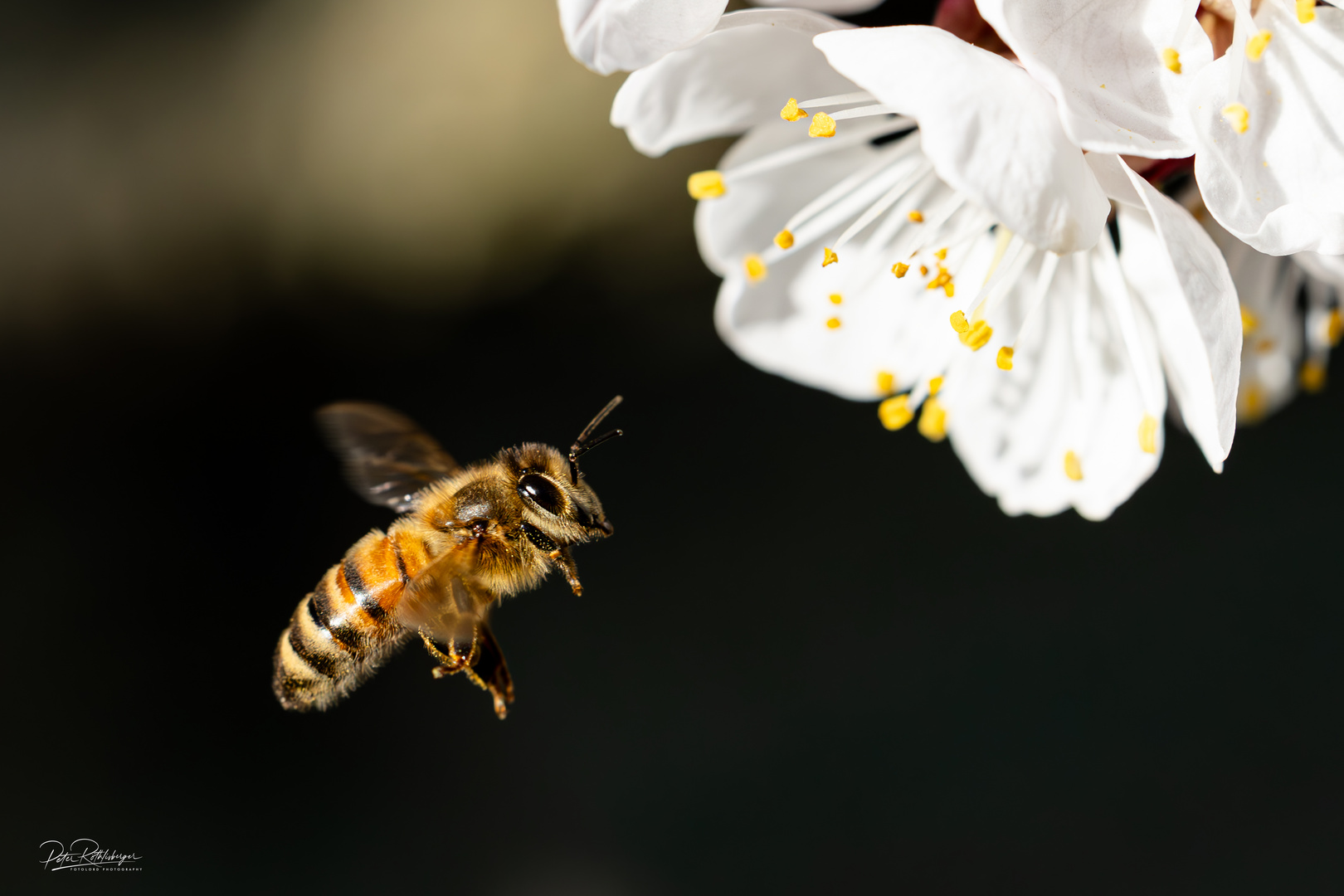 Bienen im Frühling