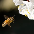 Bienen im Frühling