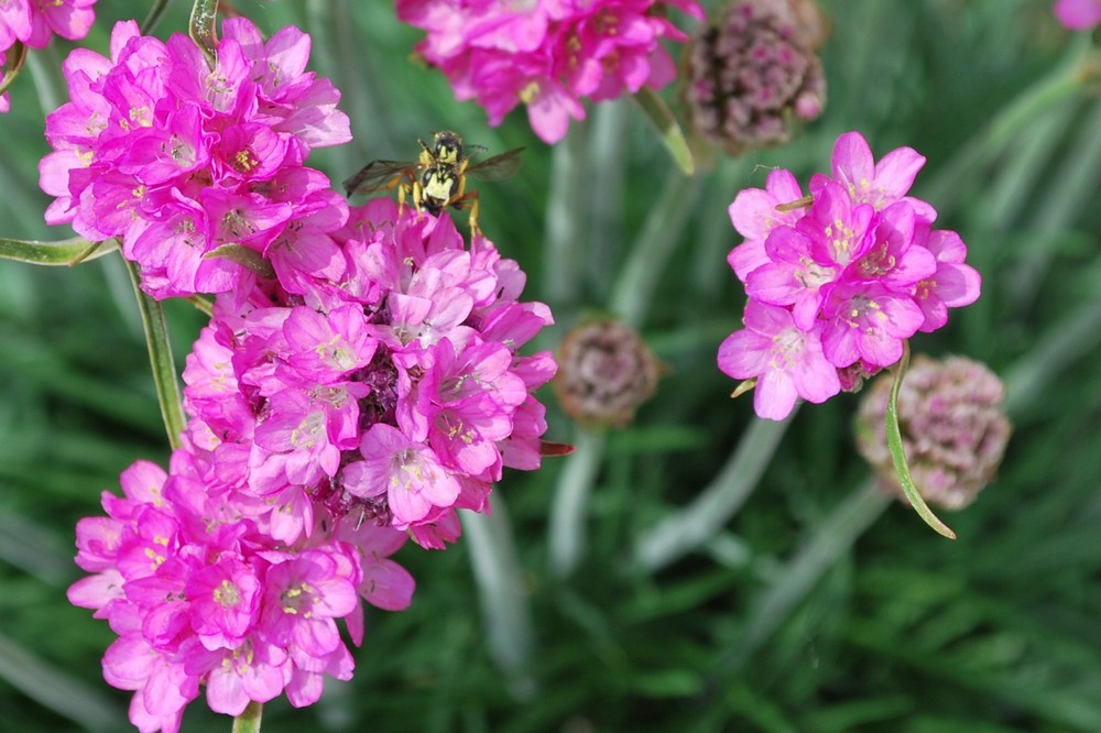 Bienen im Frühling