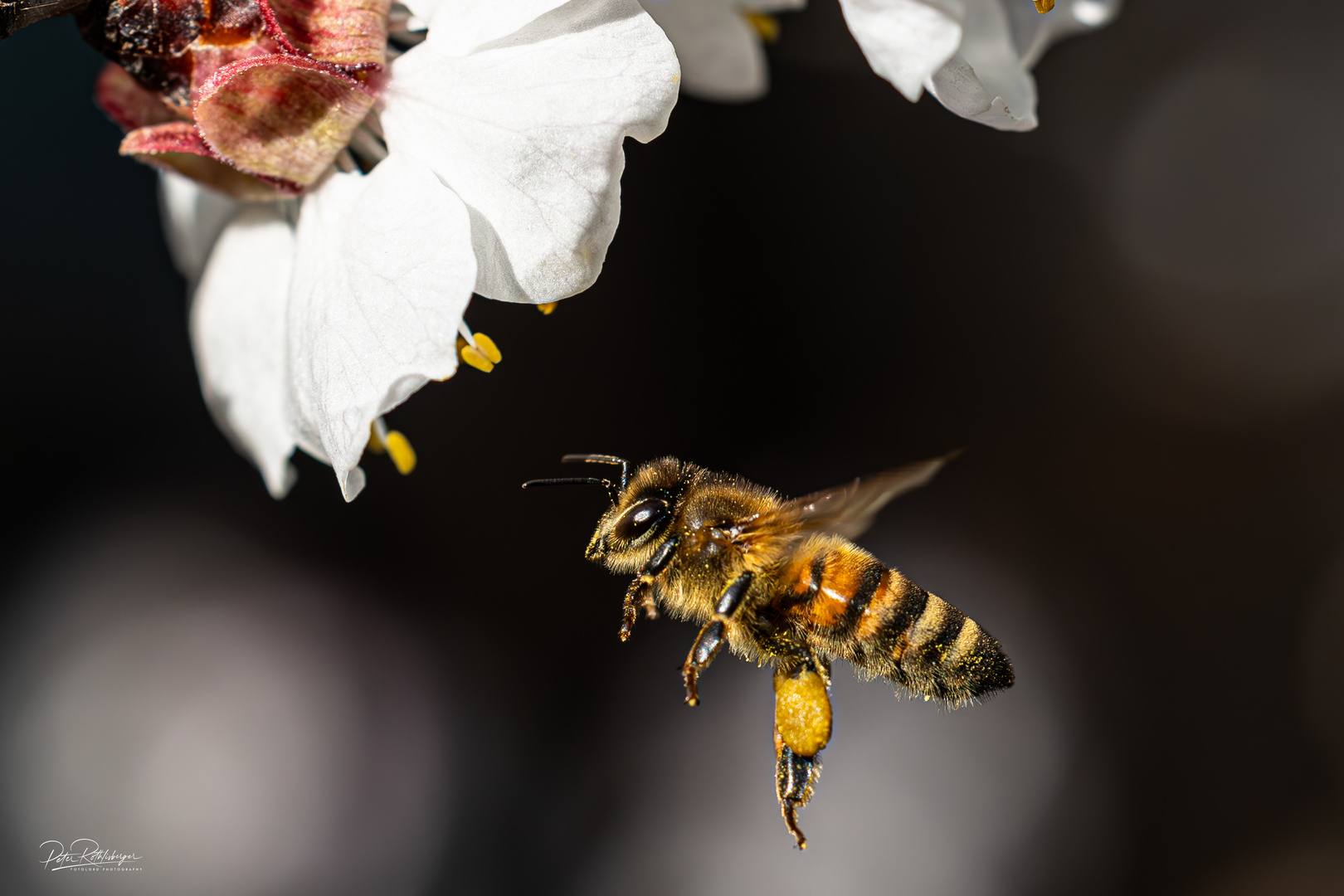 Bienen im Frühling