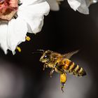 Bienen im Frühling