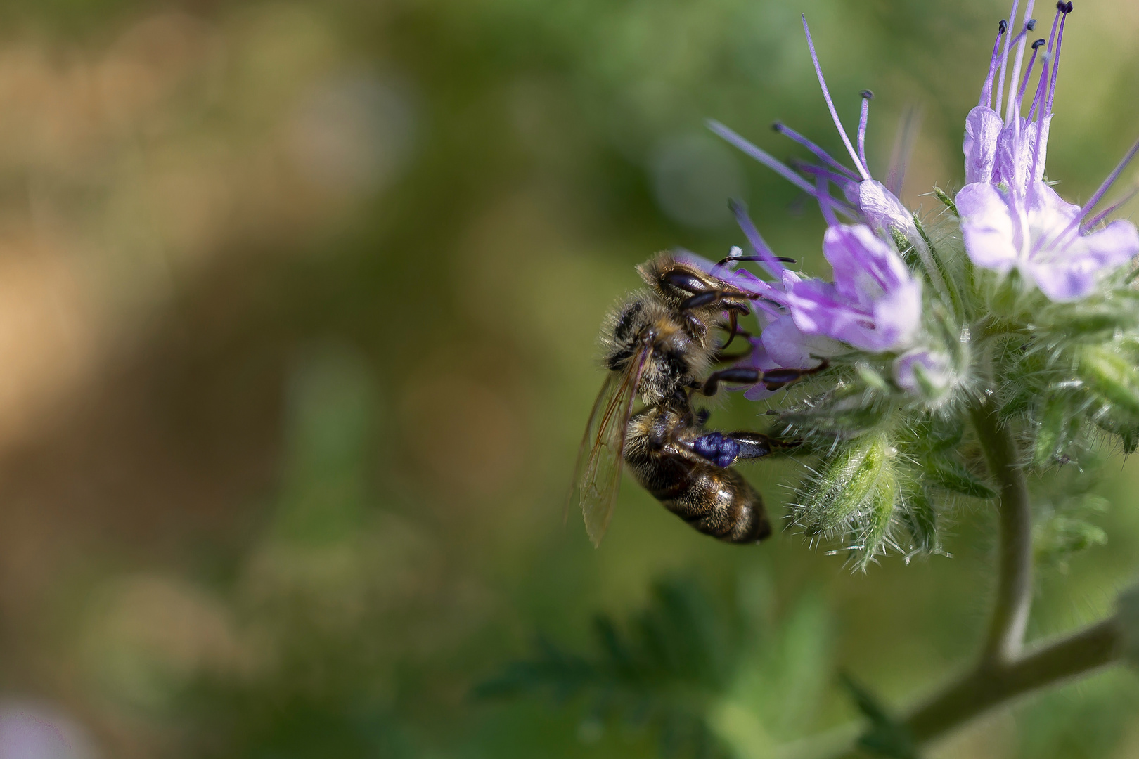 Bienen im Garten