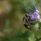 Bienen im Garten