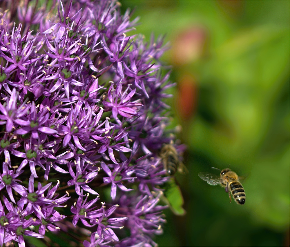 Bienen im Garten..