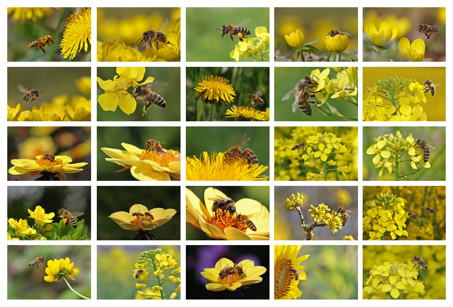 Bienen im Gelbfieber