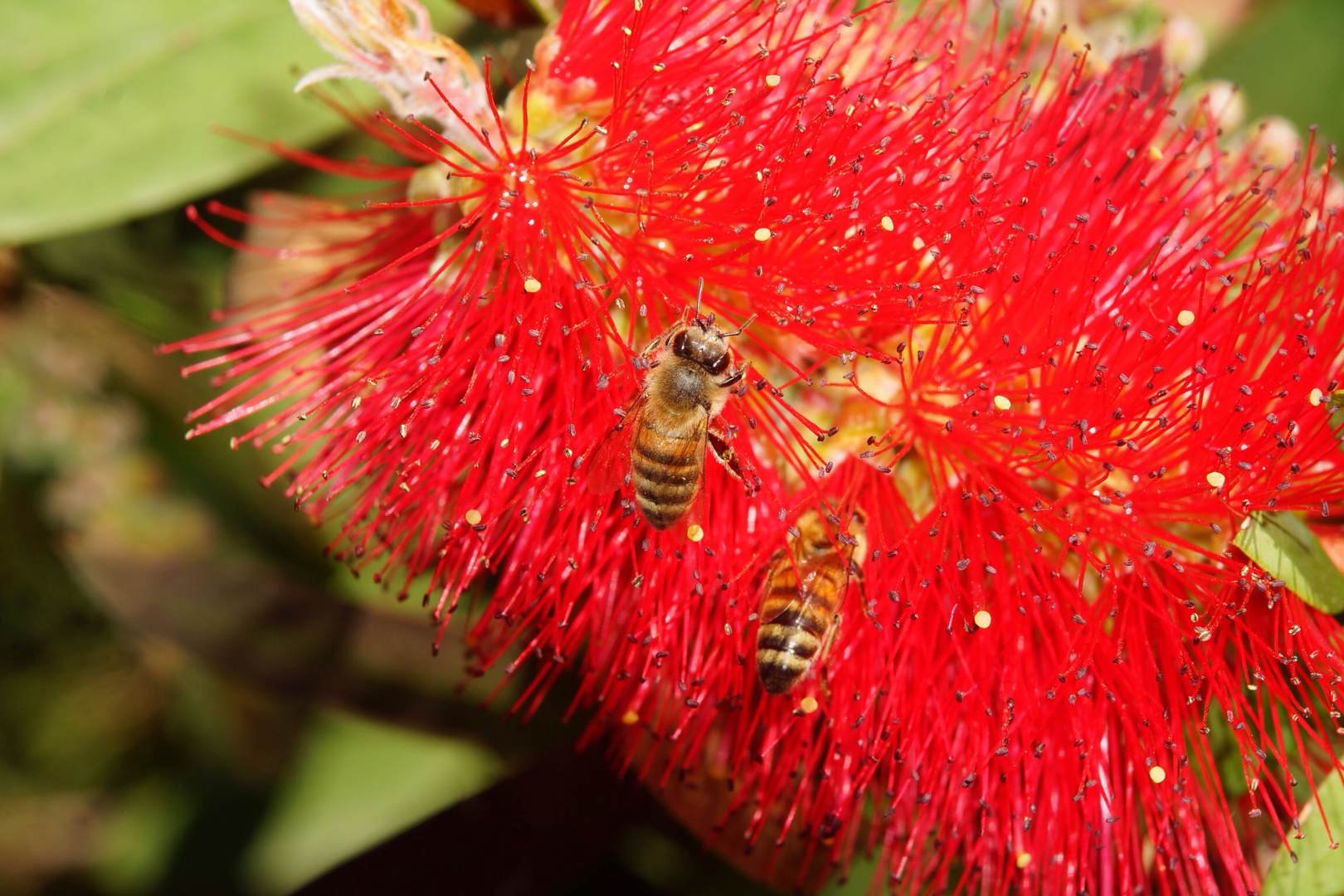 Bienen im Glück