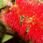 Bienen im Glück