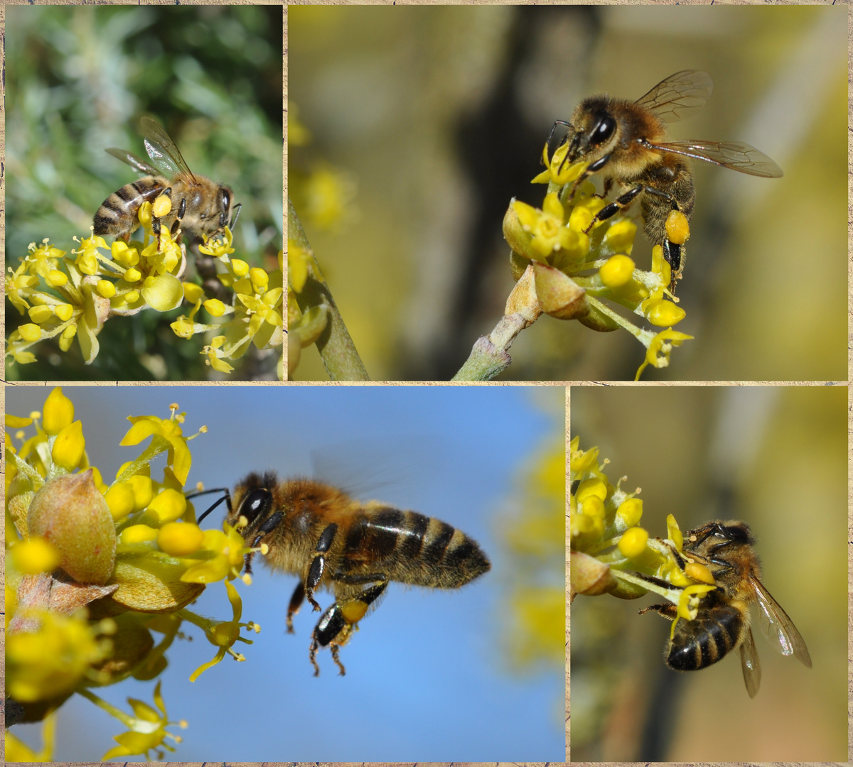 Bienen im Glück am 23.02.22