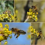 Bienen im Glück am 23.02.22