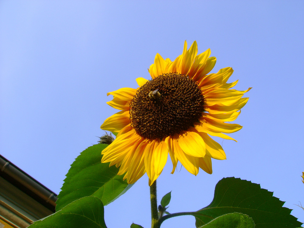 Bienen im Herbst