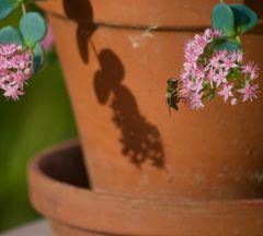 Bienen im Herbst