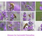 Bienen im Lavendelparadies