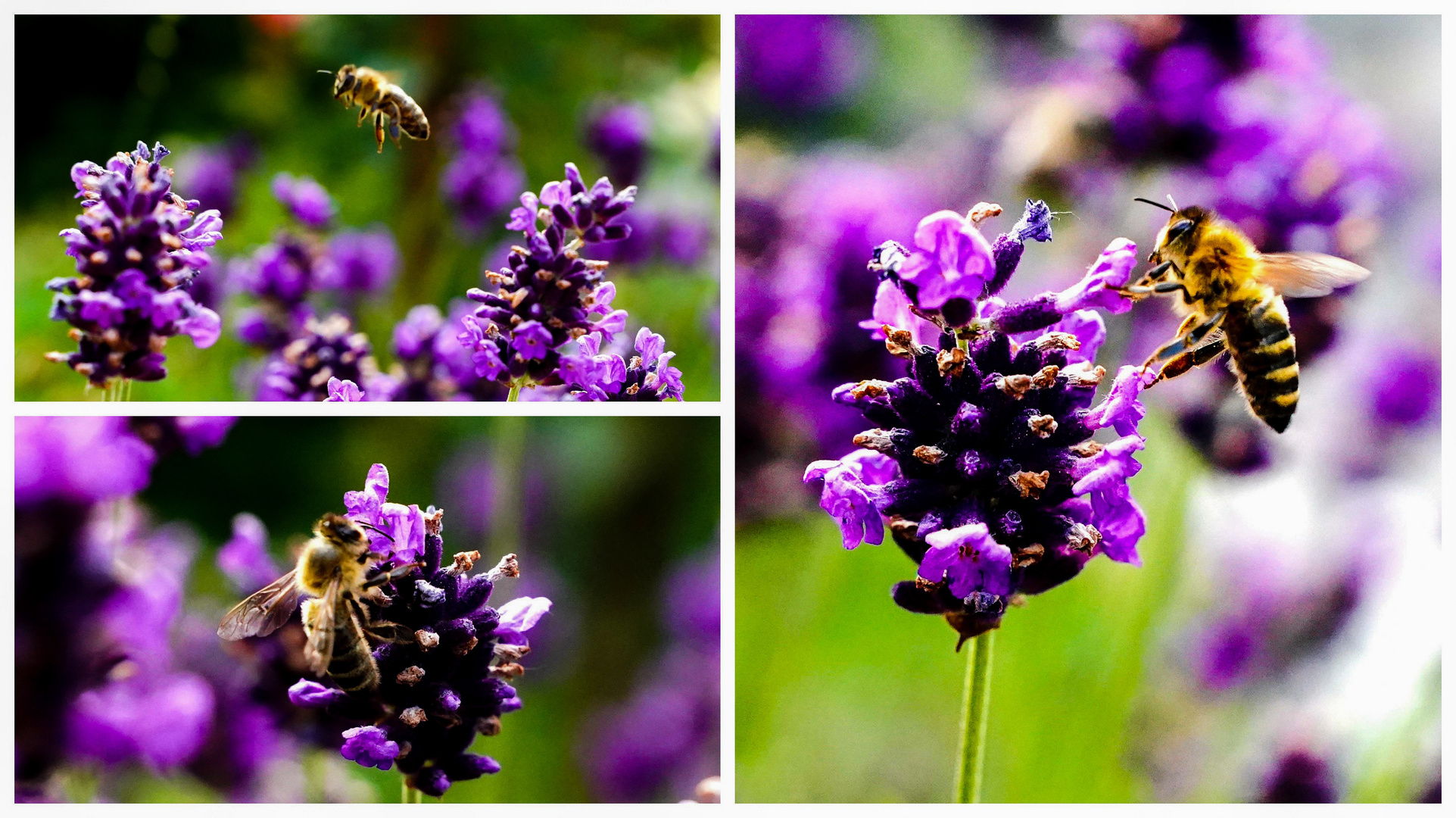 Bienen im Lavendelwahn - Makrotrilogie