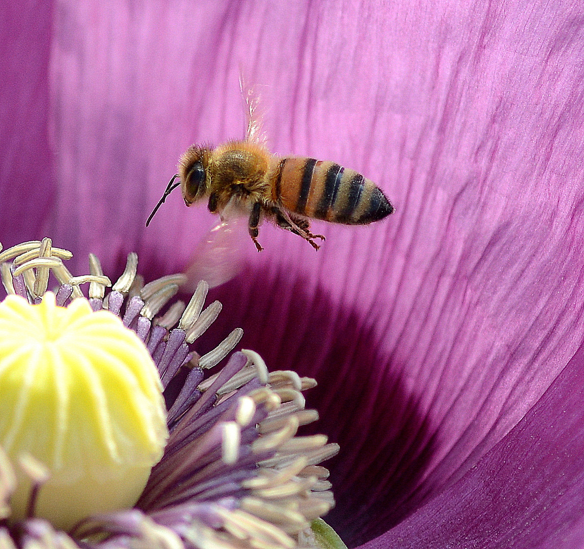 bienen im mohn