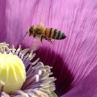 bienen im mohn