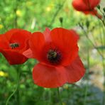 Bienen im Mohn