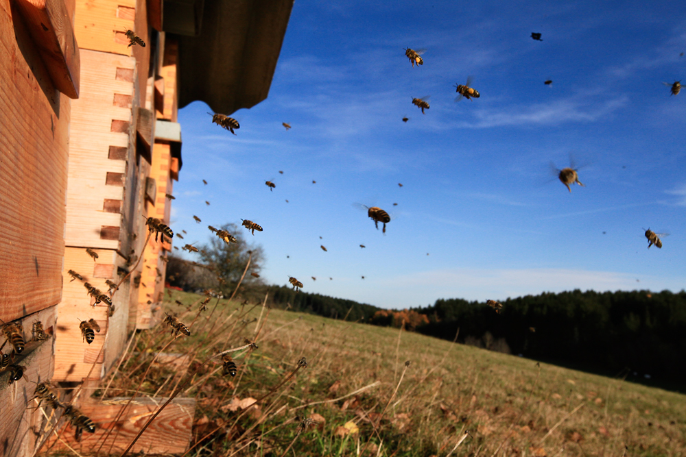 Bienen im Novenber