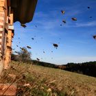 Bienen im Novenber