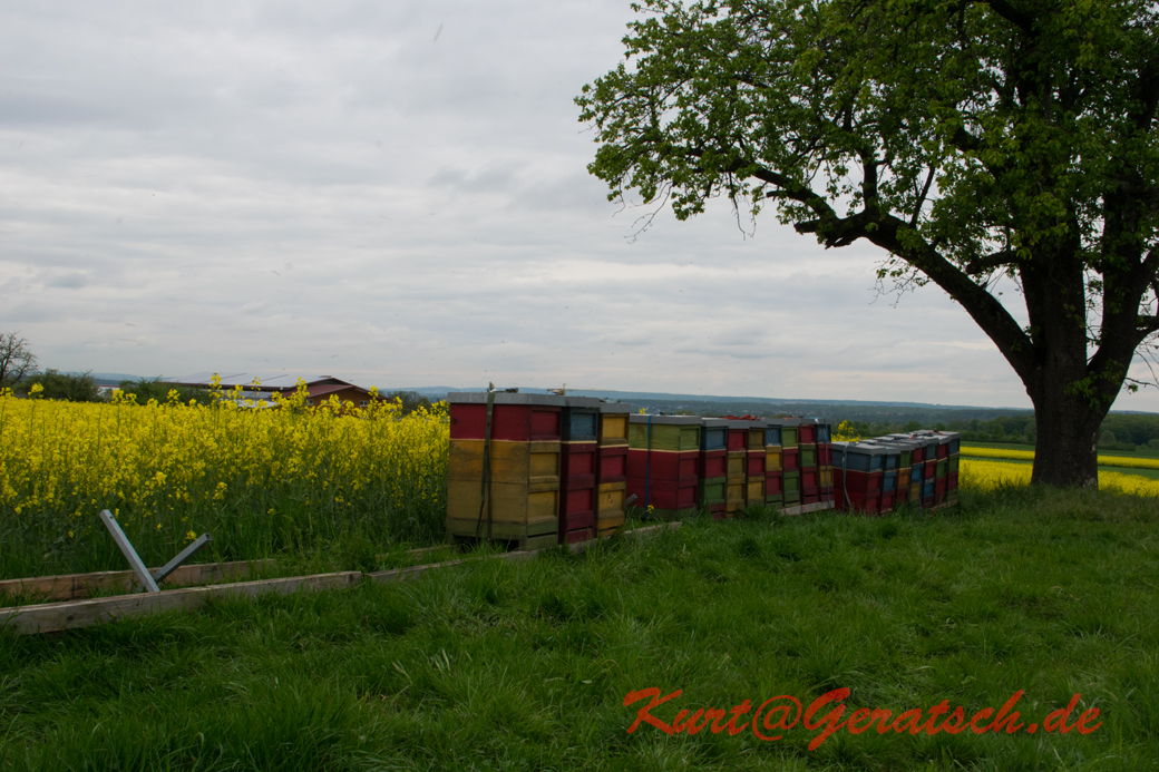 Bienen im Raps