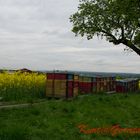 Bienen im Raps