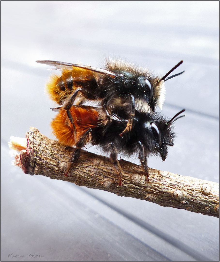 Bienen im Rausch