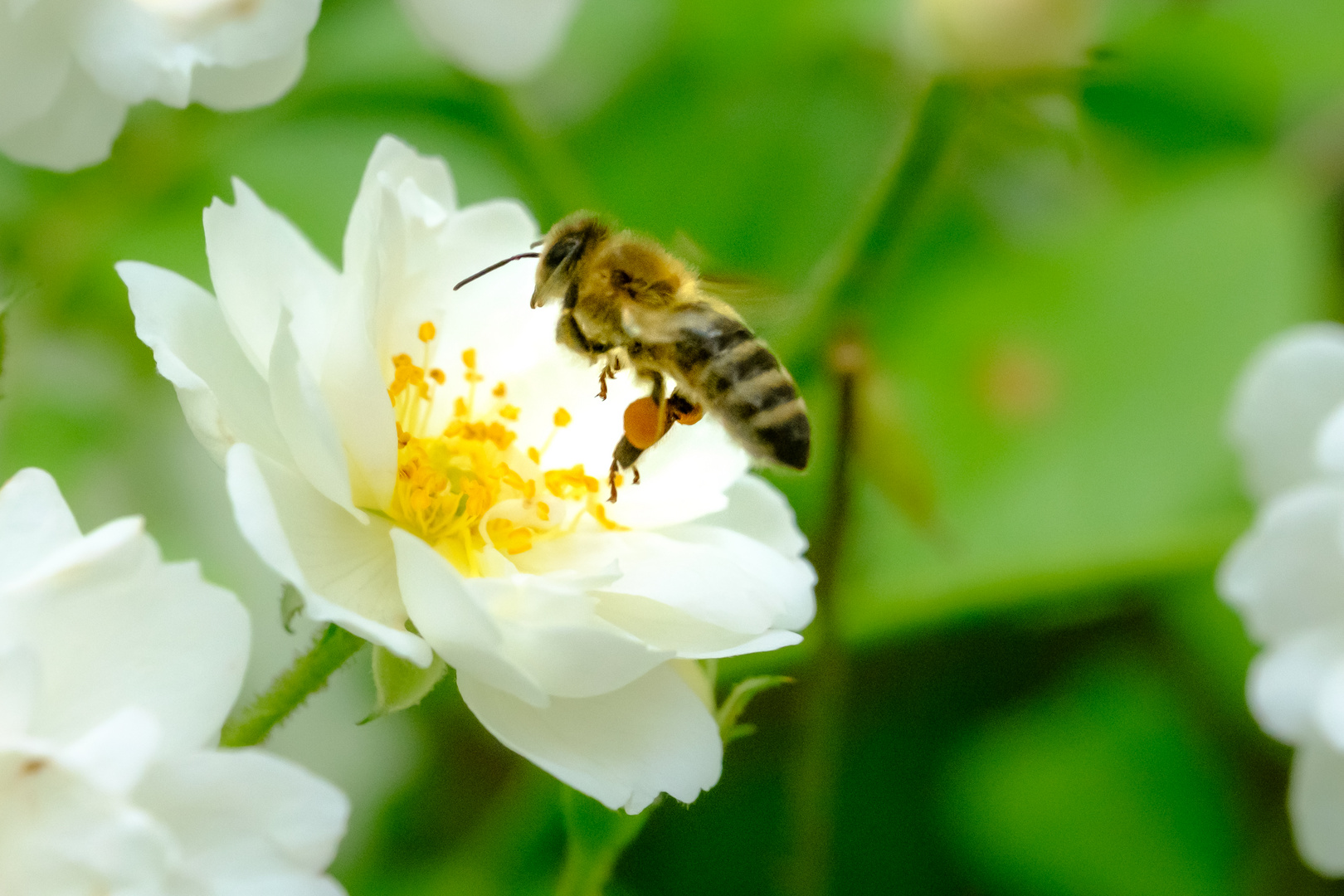 Bienen im Rosenbett