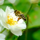Bienen im Rosenbett