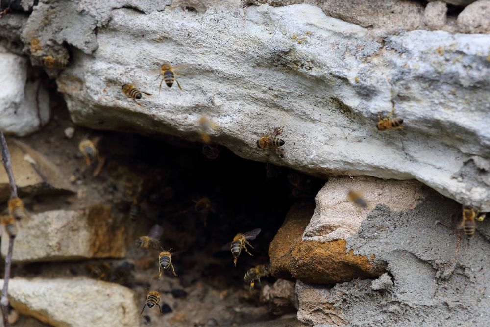 Bienen im Roten Turm in Asselheim