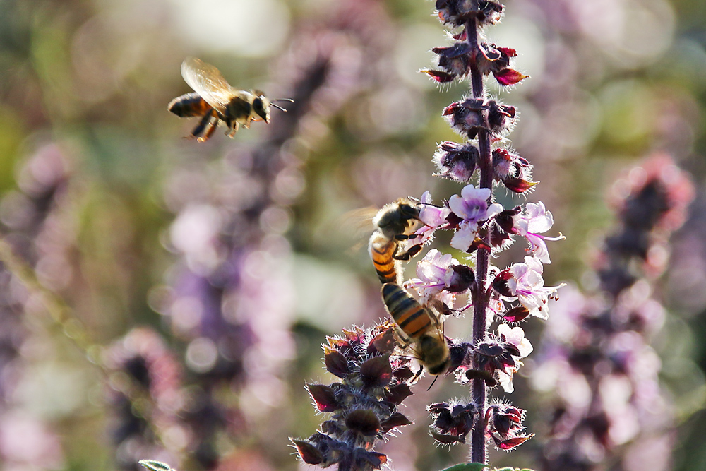 Bienen im sommerlichen Blütenrausch