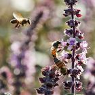Bienen im sommerlichen Blütenrausch