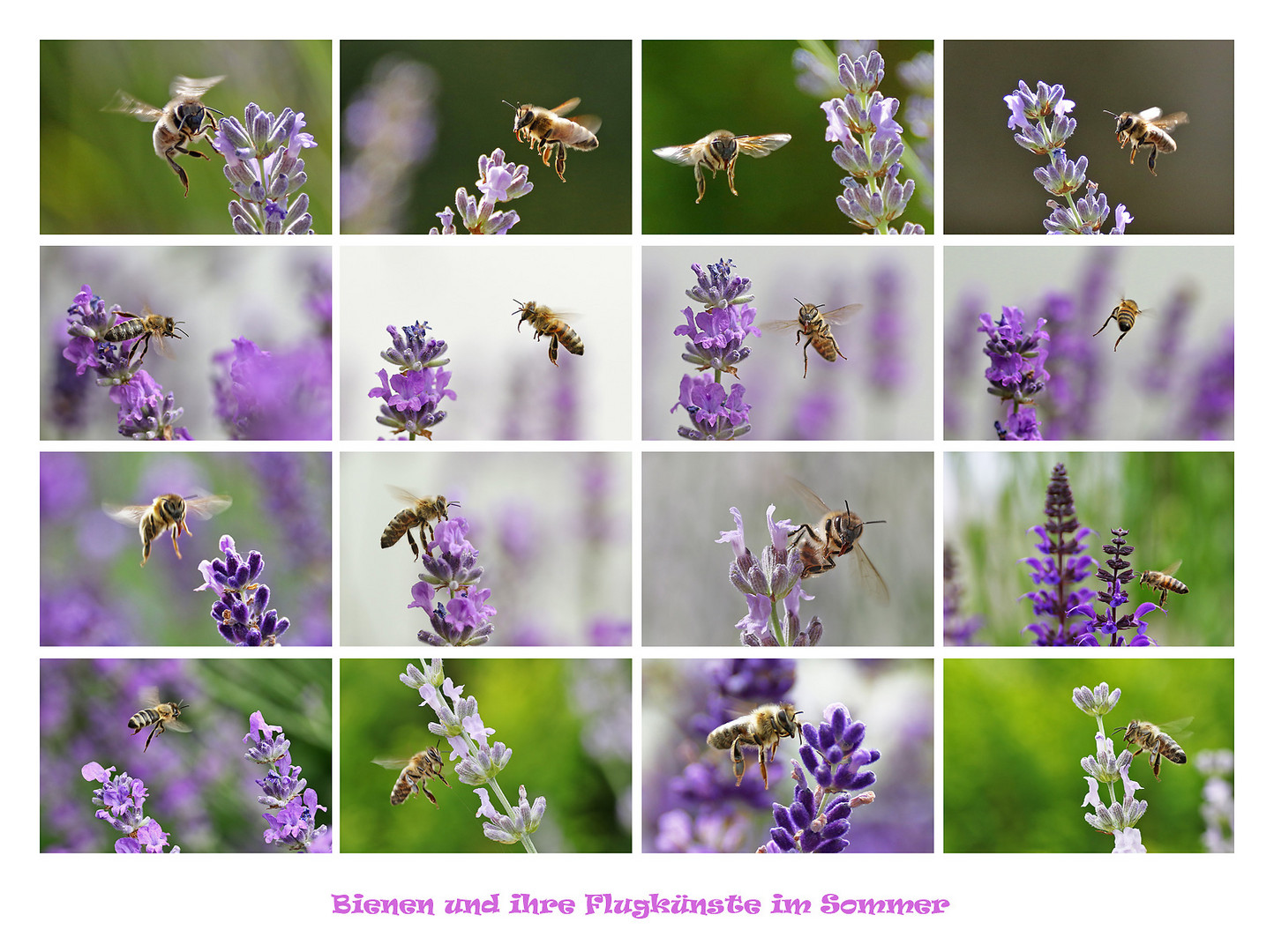 Bienen im sommerlichen Flug