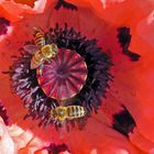 Bienen im Türkischen Mohn