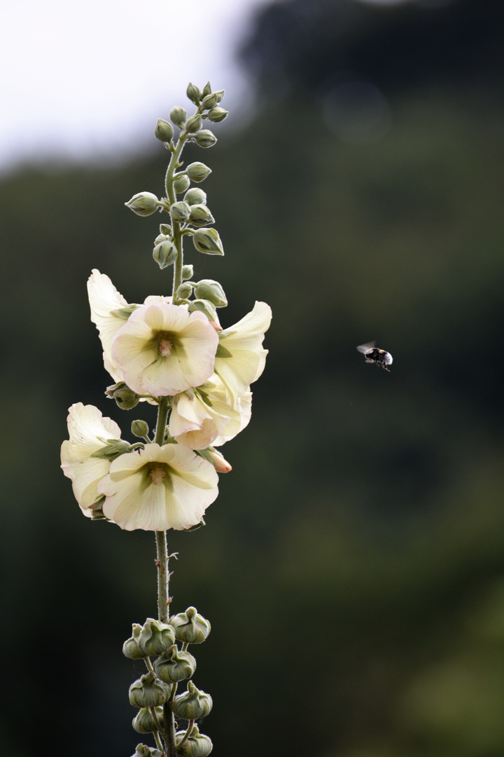 Bienen! Immen! Sumseriche!