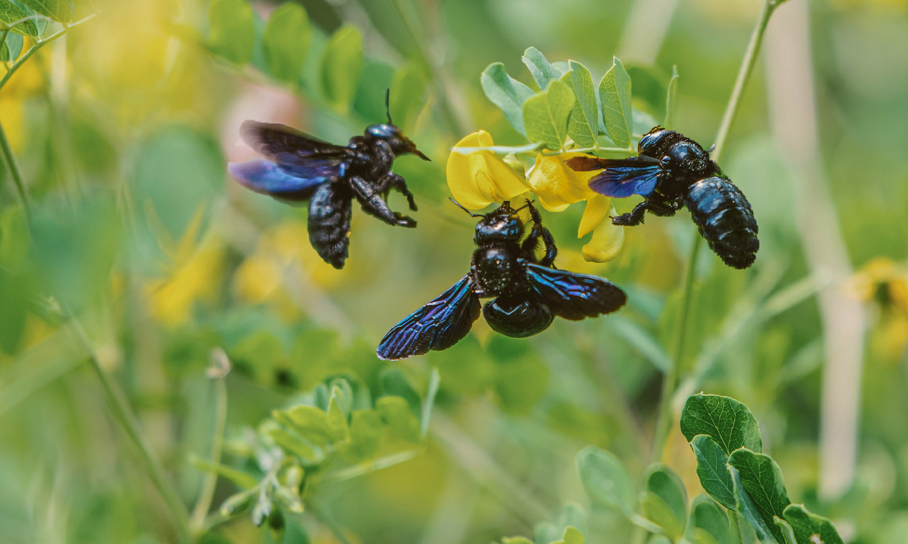 Bienen in blau