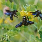 Bienen in blau