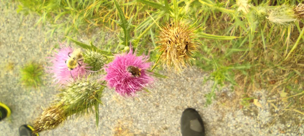 Bienen in Blüten