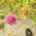 Bienen in Blüten