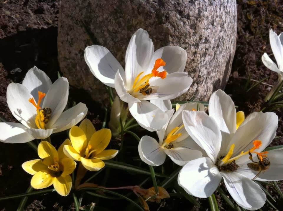 Bienen in der Frühlingssonne