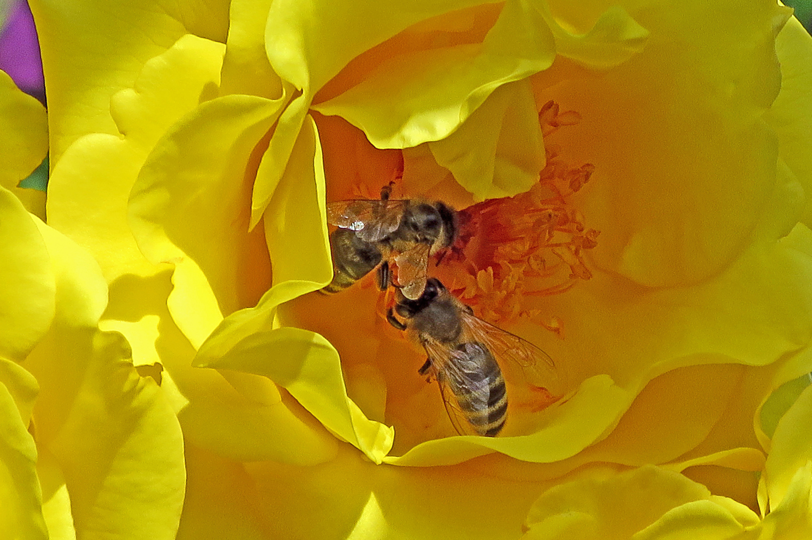 Bienen in der Kletterose