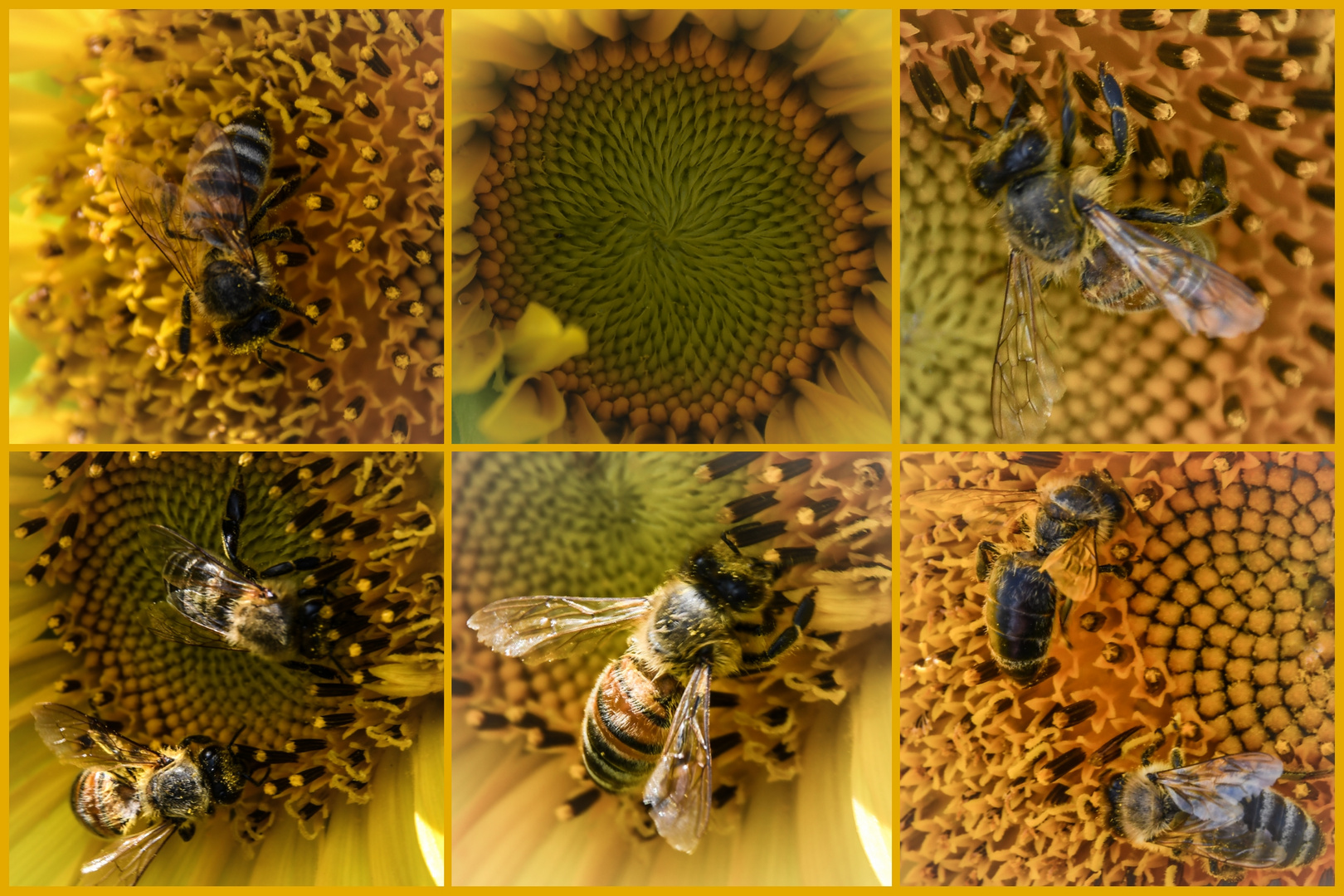 Bienen in der Sonnenblume