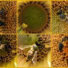 Bienen in der Sonnenblume