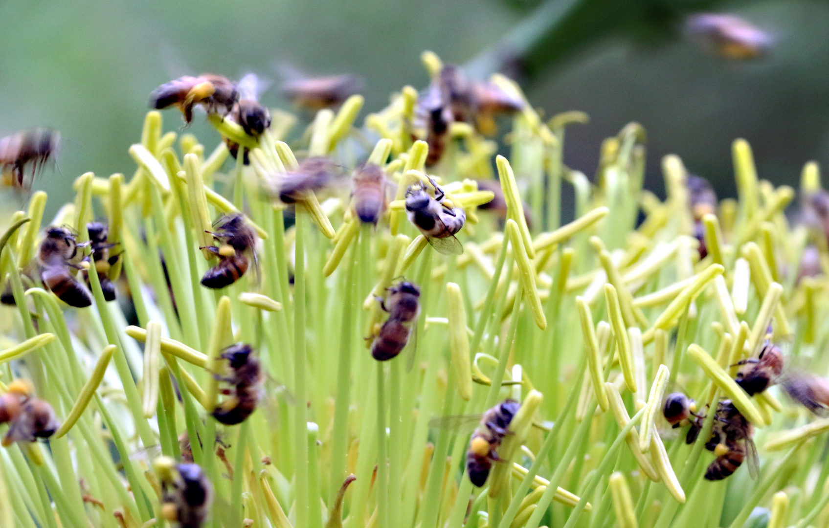 Bienen in einer Agavenblüte