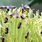 Bienen in einer Agavenblüte