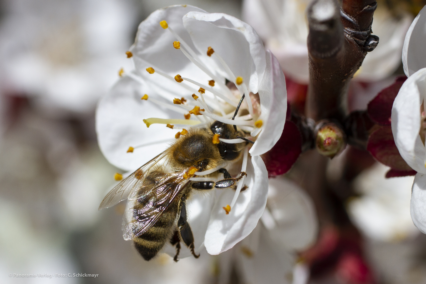 Bienen in meinem Garten