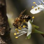 Bienen in meinem Garten