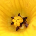 Bienen in Melonen Blüte