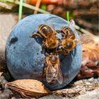 Bienen in Merzedes- Stern- Formation