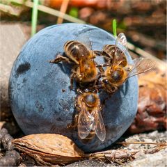 Bienen in Merzedes- Stern- Formation