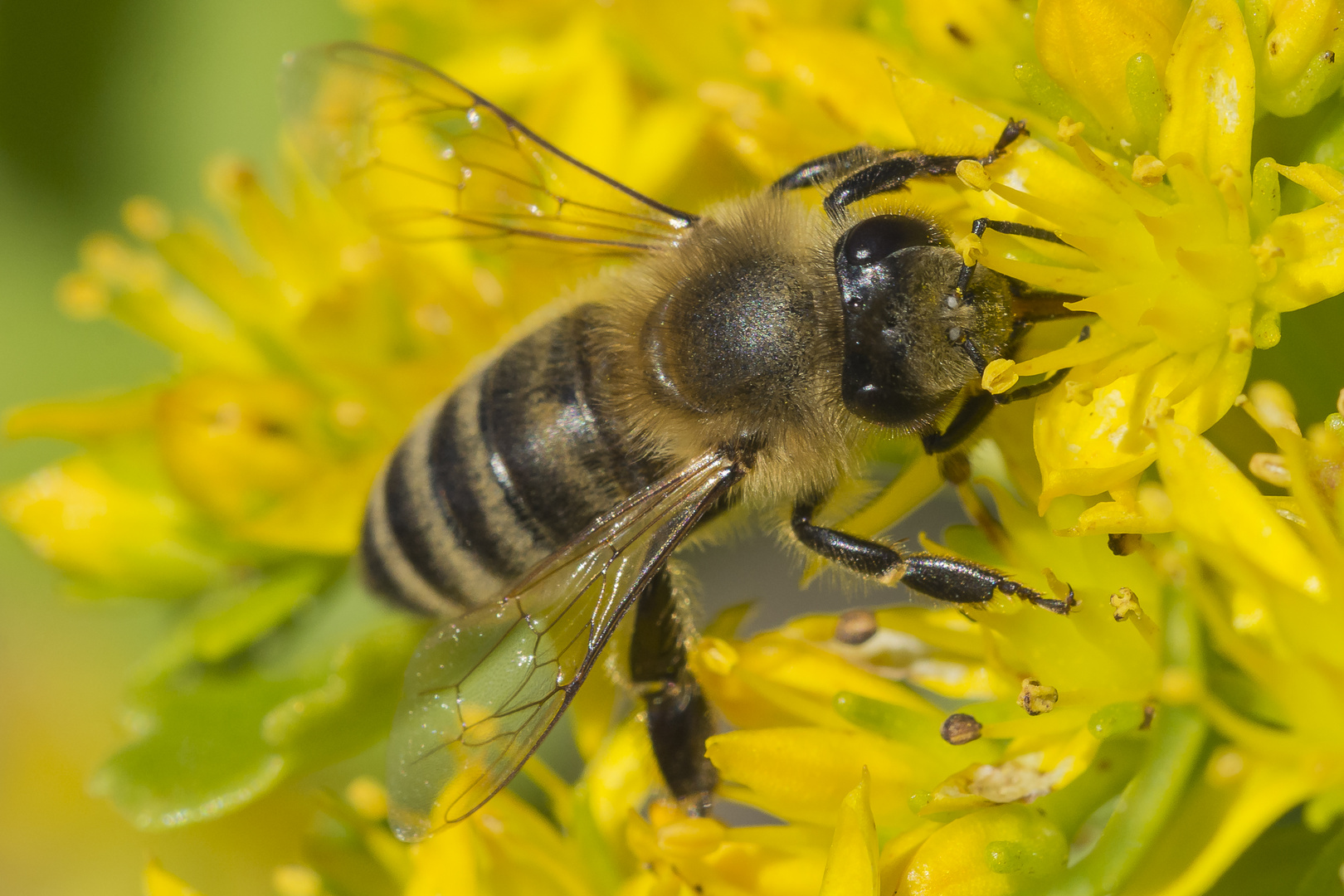 Bienen in Nachbars Garten 1