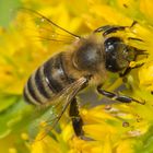 Bienen in Nachbars Garten 1